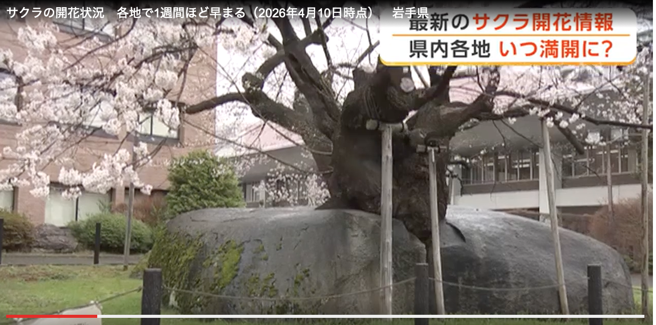 岩手県内　🌸🌸桜開花🌸🌸　満開のところも